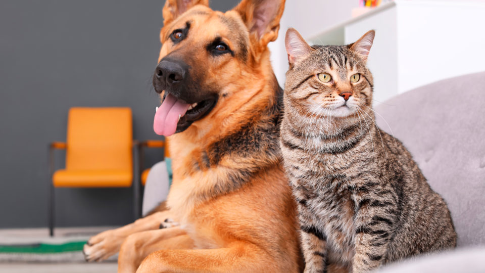 German shepherd mix with tongue out sits beside a tabby cat on a sofa in a living room.